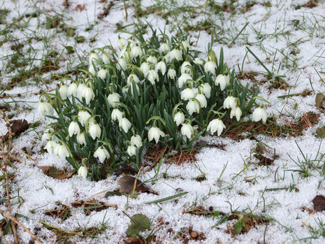 Schneeglöckchen zeigen sich