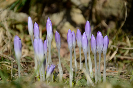 Frühe Krokusse