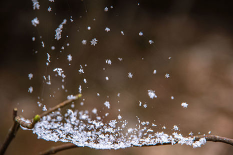 Schneesterne ins Netz gegangen