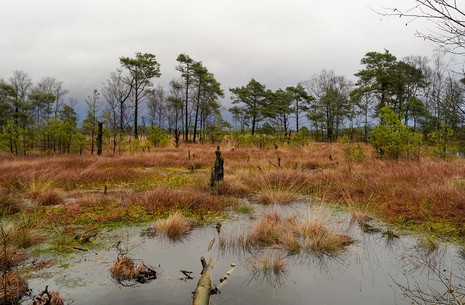 Moorlandschaft im Winter