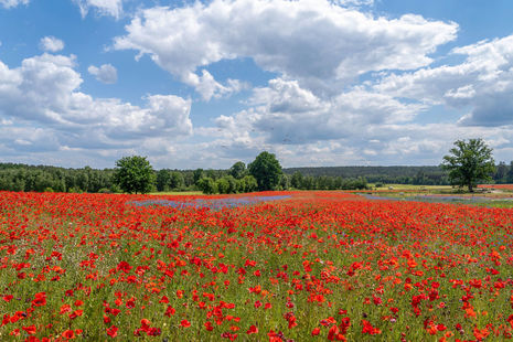 Mohnblumenwiese bei Lüneburg, Niedersachsen