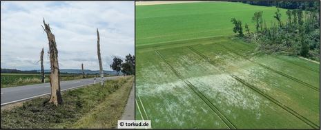 Auf den Fotos sieht man Schäden, die von dem stärksten Tornado 2024 (IF2) bei Heere angerichtet wurden. Der Tornado war gleichzeitig derjenige mit der größten Breite der Tornadoschäden (450 m). (Quelle www.torkud.de)