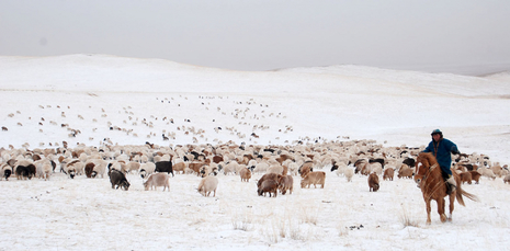 Nomadenleben im Winter, Bildquelle: https://news.mn/en/798686/ (Quelle https://news.mn/en/798686/)