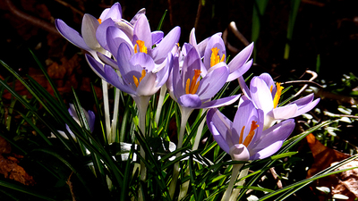 Die ersten Krokusse