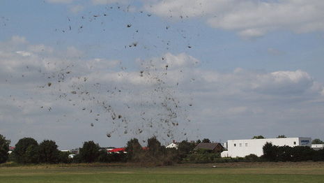 Heuteufel auf dem Flugplatz Bruchsal im Juli 2013