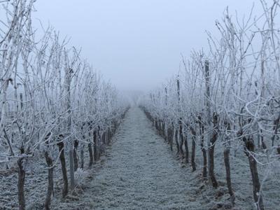 Nebel über den Weinbergen