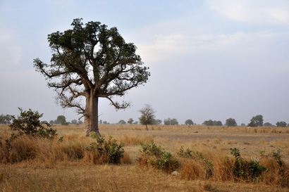 Savannenlandschaft im Senegal